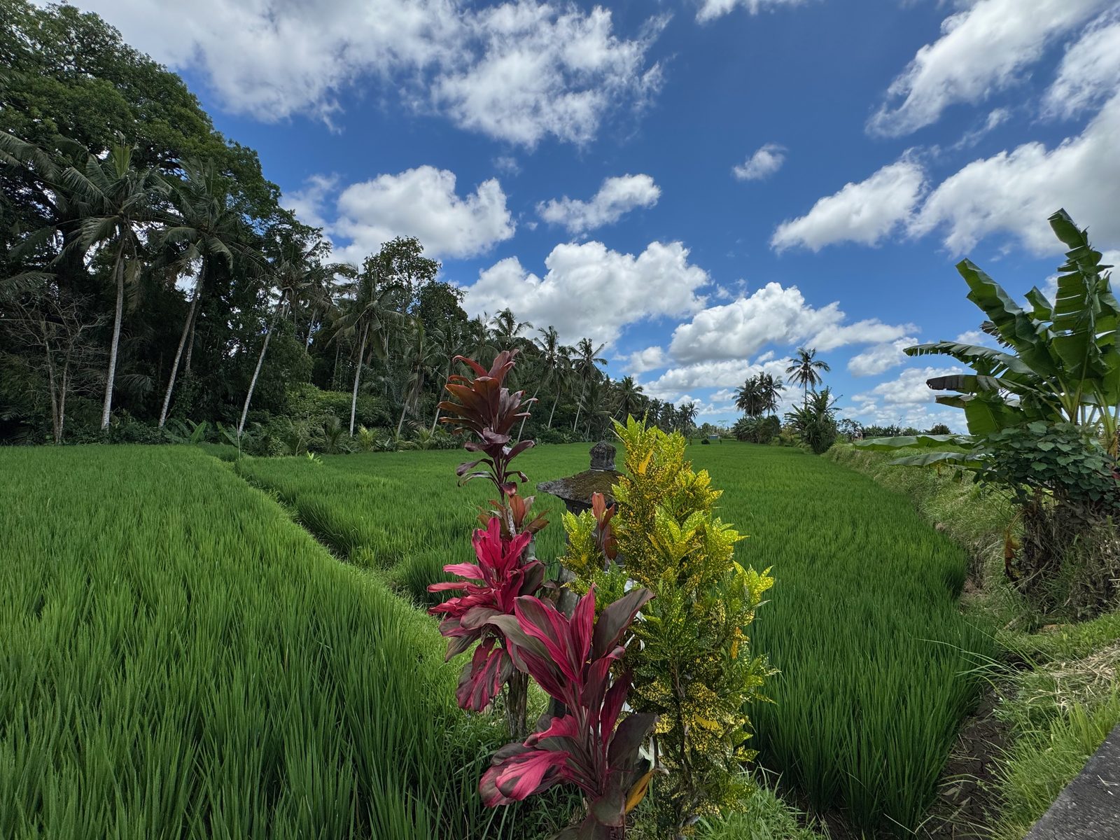 Green rice paddy in Bali with colorful plants